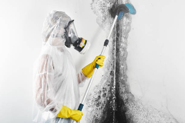Best Forensic Mold Investigation  in Air Force Academy, CO